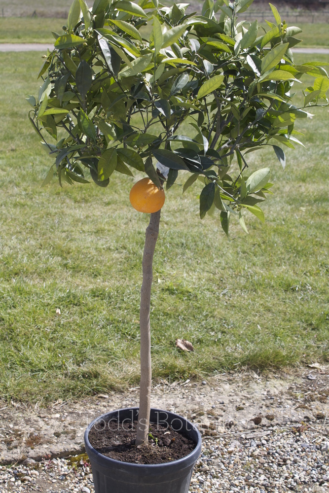 Large Orange Tree