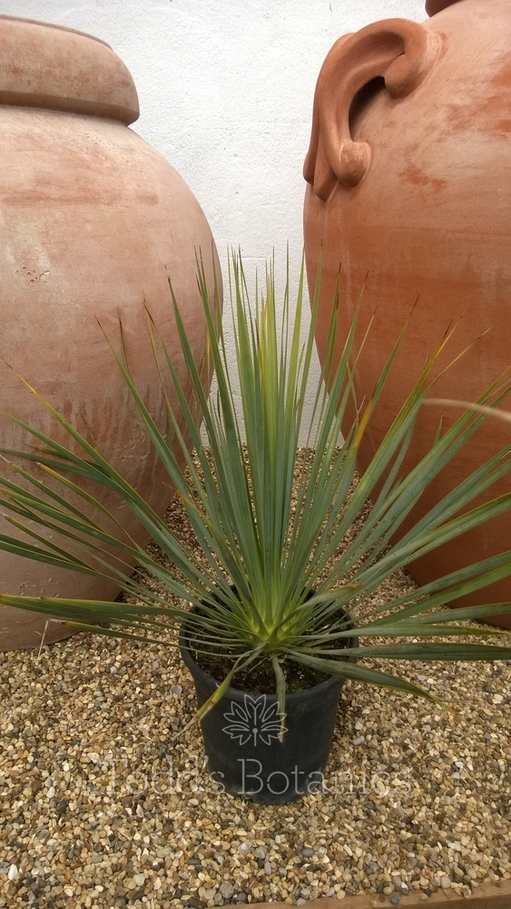  Yucca rostrata