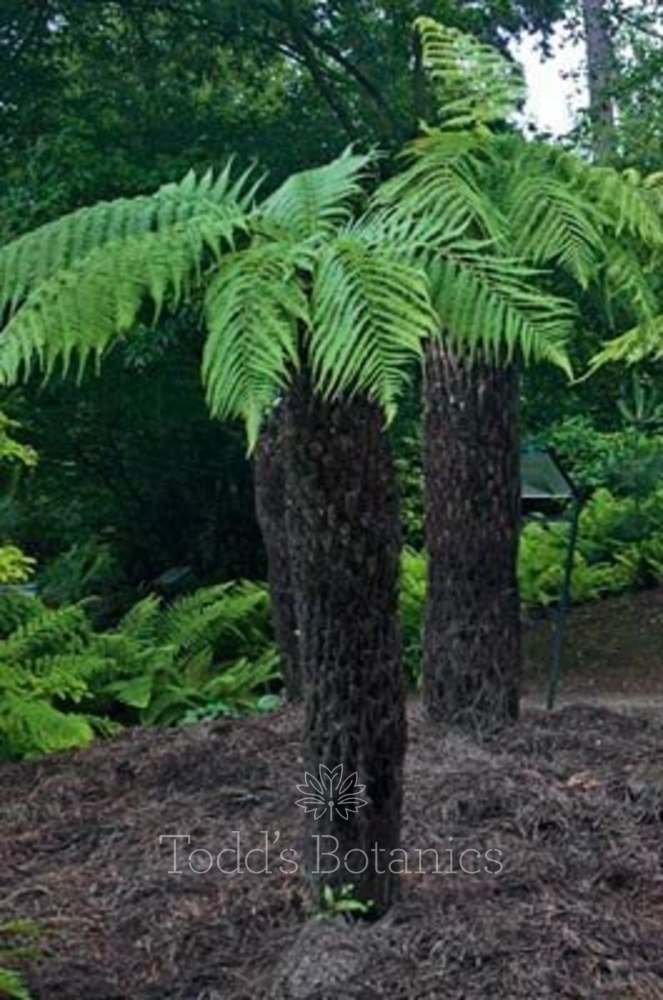 5 foot Tree Fern Dicksonia antartica