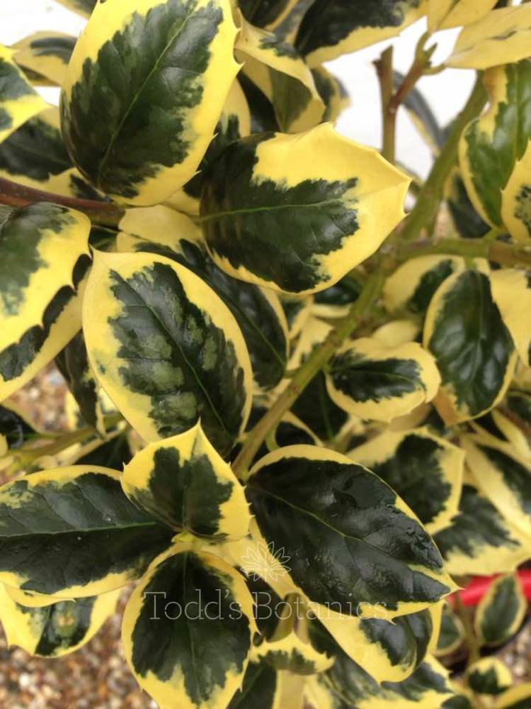 Ilex aquifolium 'Golden van Tol' 1/4 standard