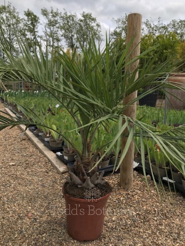 Hardy Palms > Butia capitata