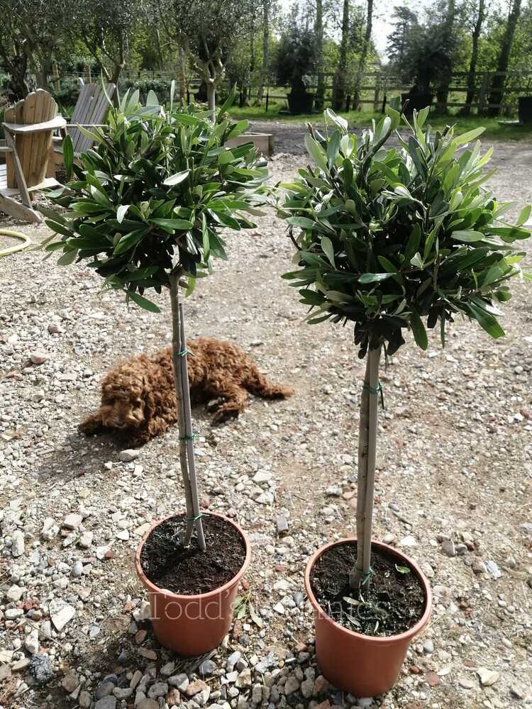 2 x Bushy Olive Trees 1/2 standard