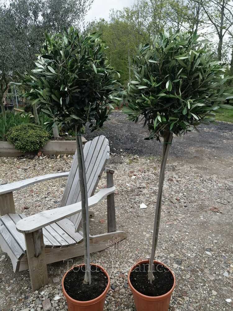 2 x Large Olive Trees 3/4 Standard