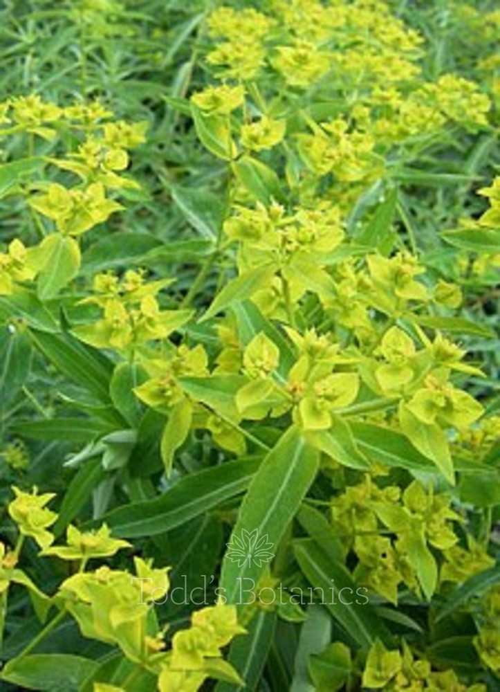 Euphorbia ceratocarpa AGM
