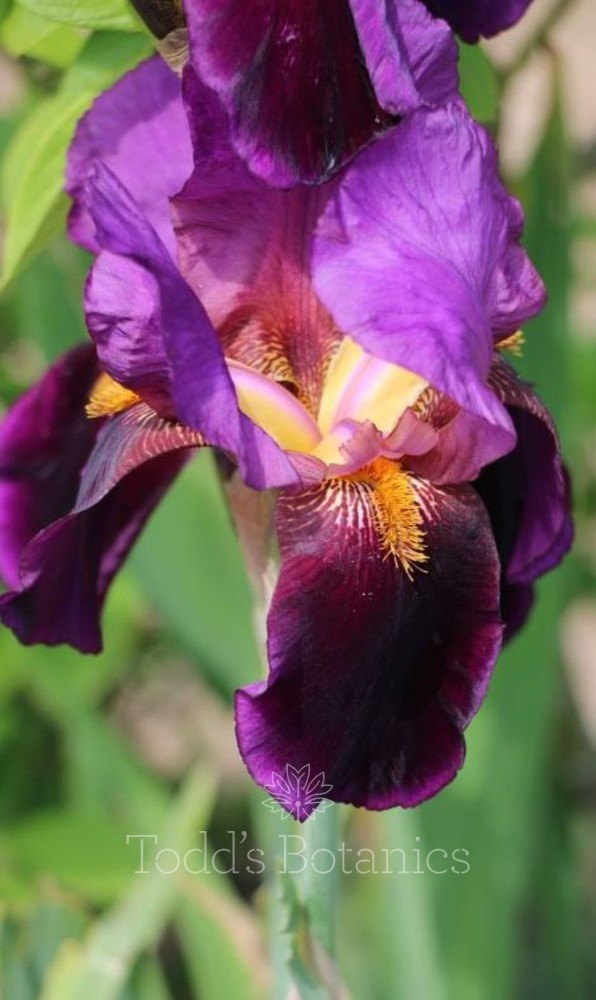 Iris 'Storrington'