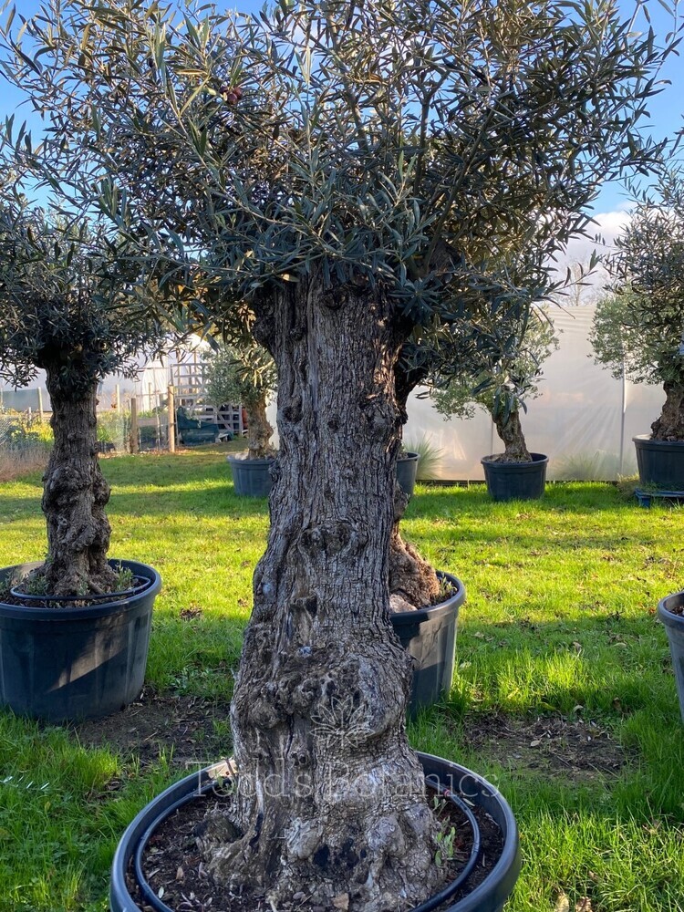Ancient Olive Tree (10)
