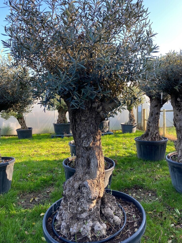 Ancient Olive Tree (12)