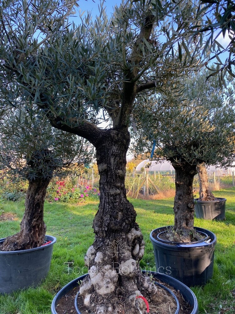 Ancient Olive Tree (19)
