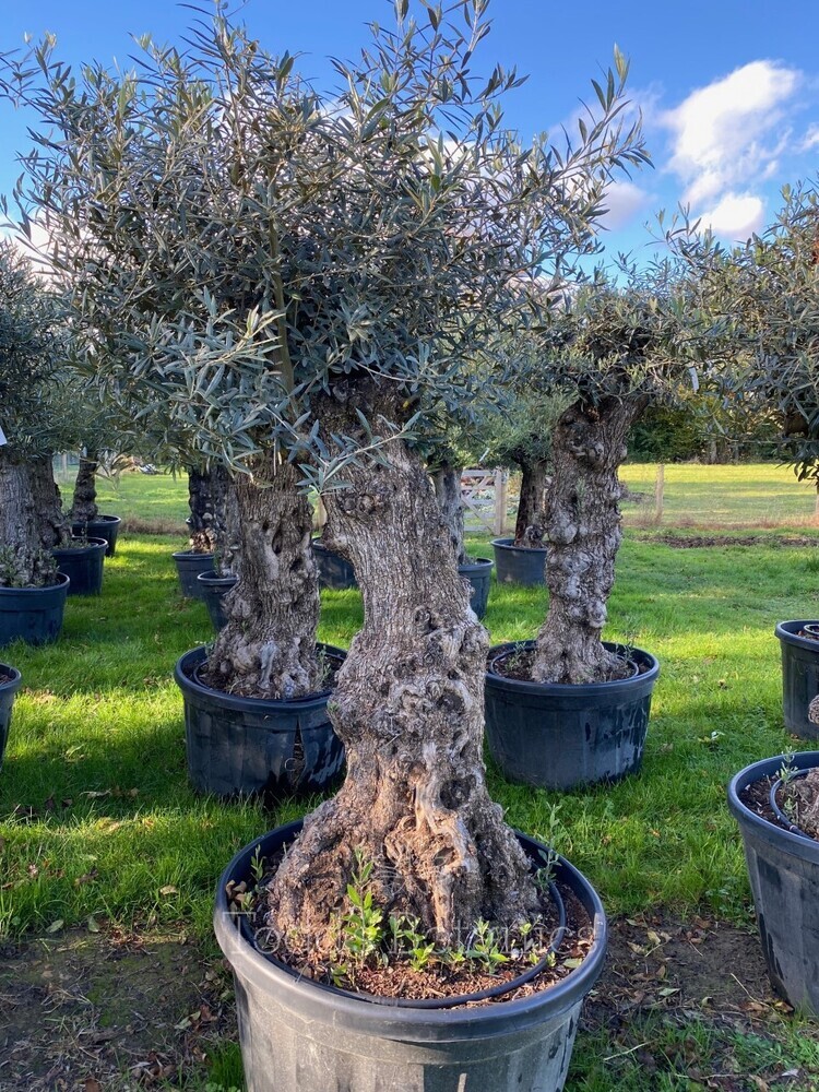 Ancient Olive Tree (2)