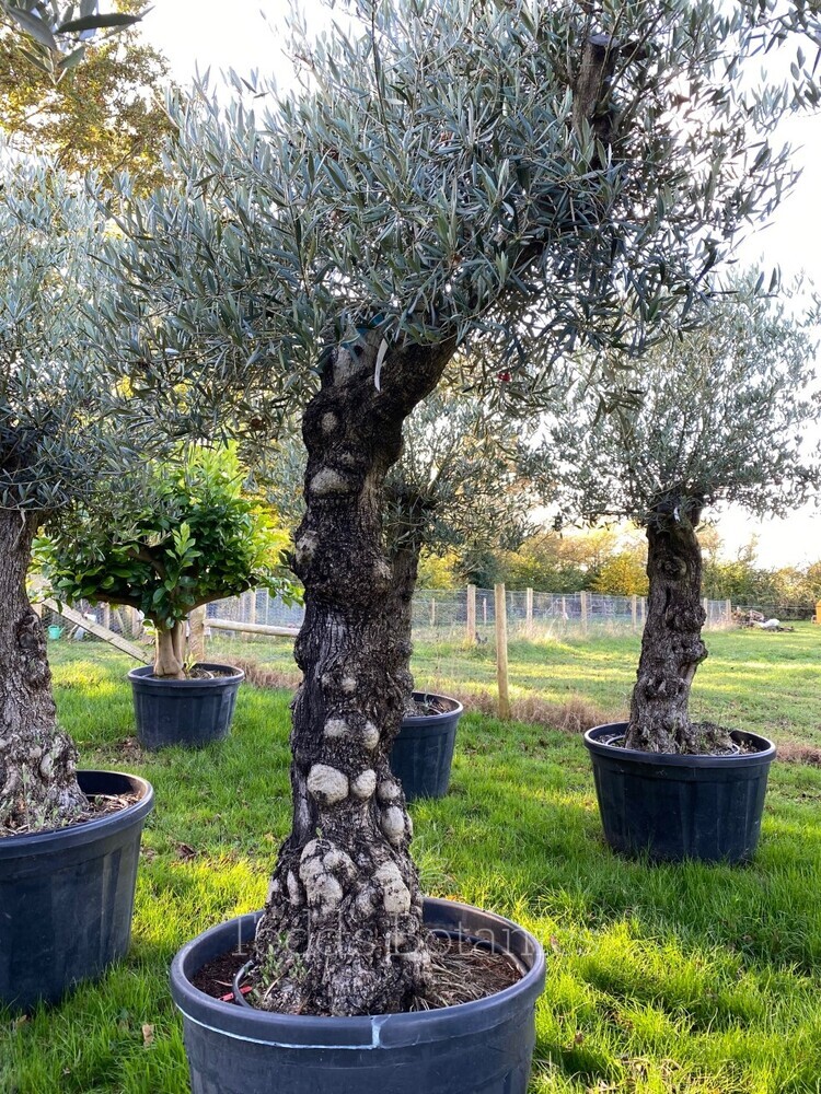 Old Olive Tree (20)