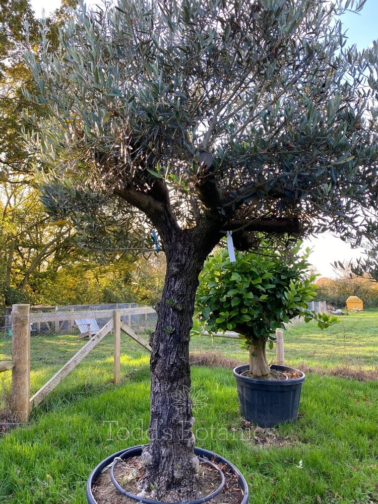 Ancient Olive Tree (22)