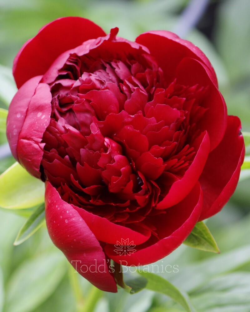 Paeonia 'Red Charm' 