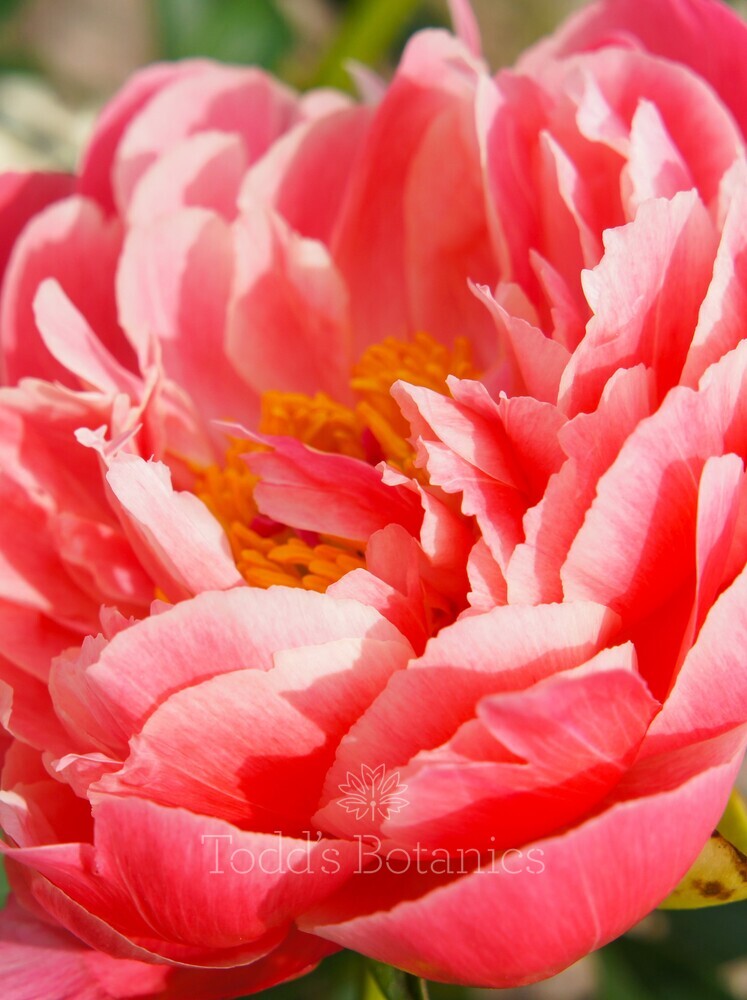 Paeonia 'Coral Sunset'