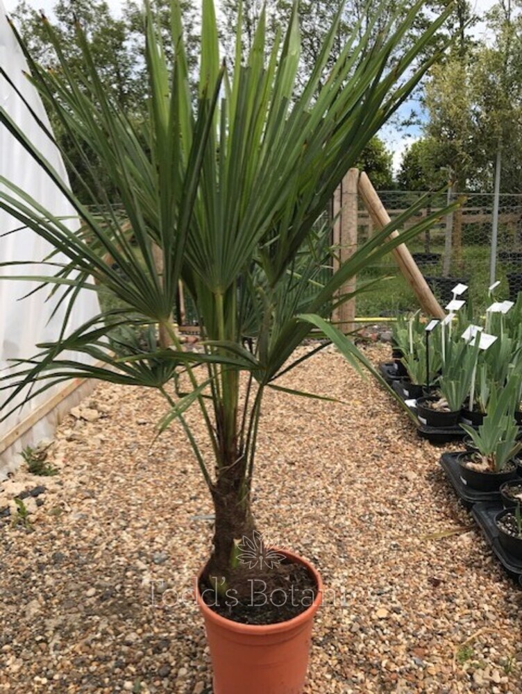 Trachycarpus Fortunei | Windmill Palm - Todd's Botanics