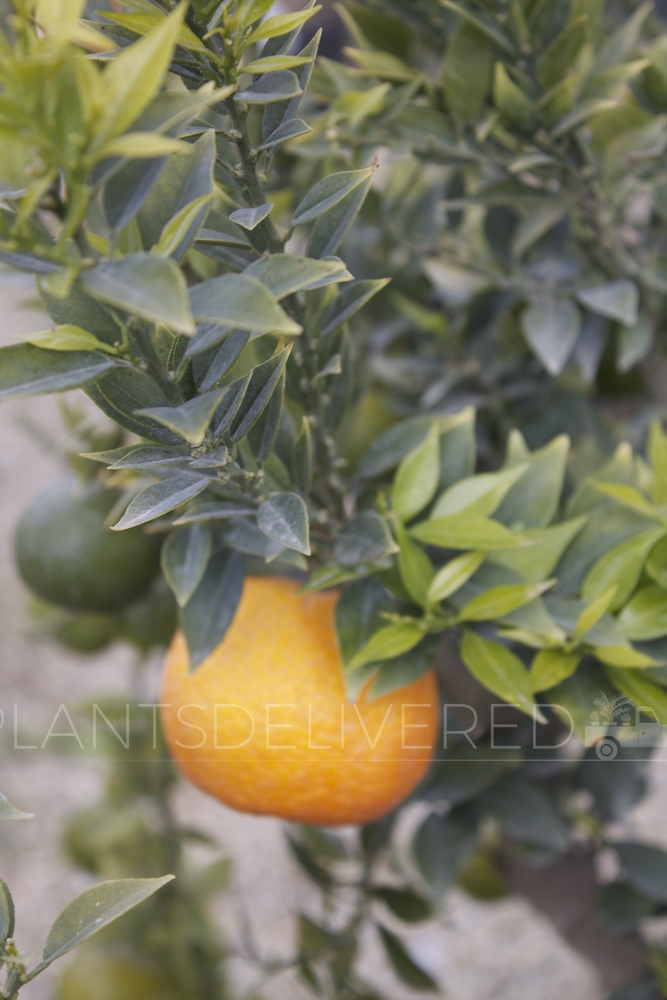 Citrus myrtifolia 'Chinotto'