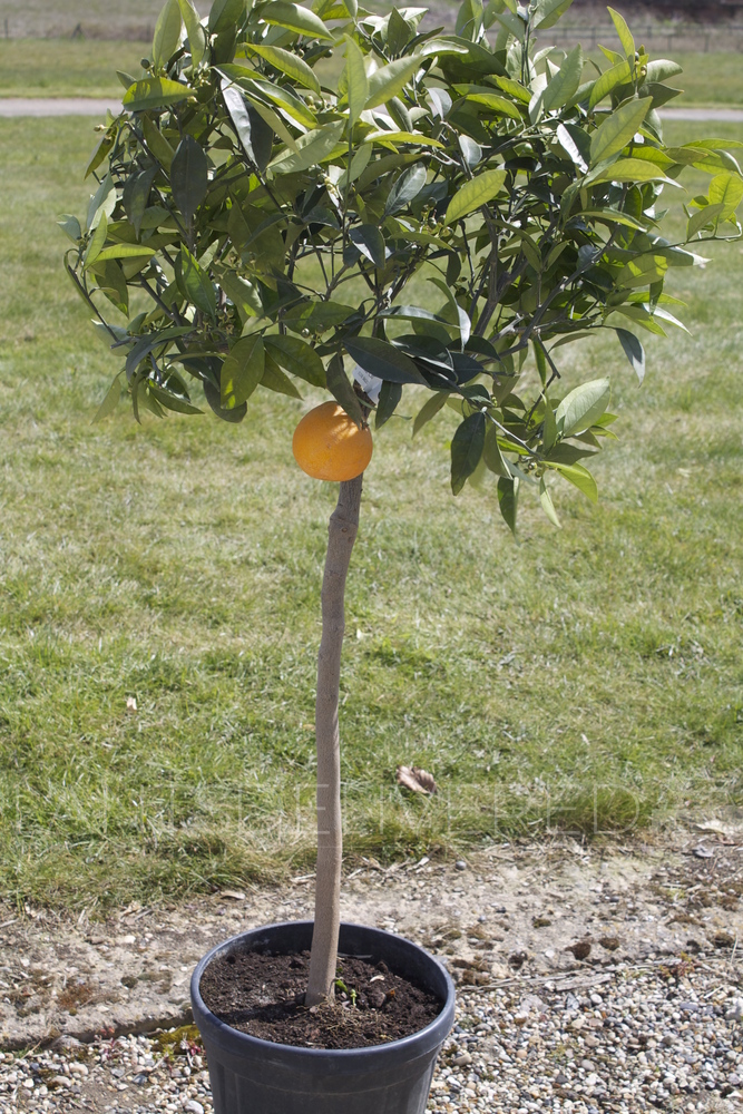 Large Orange Tree