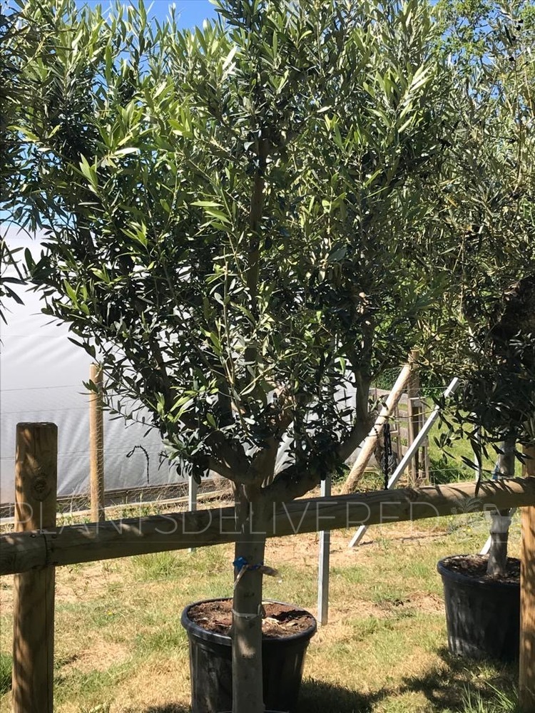 Olive Tree Mature