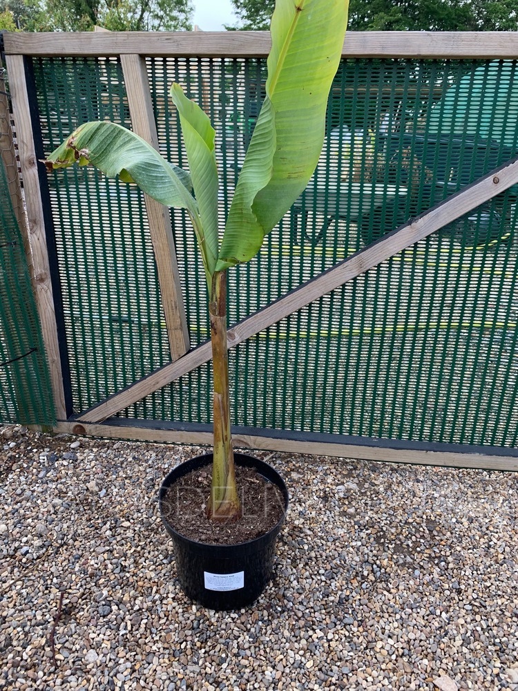 Big leaves + Monsters > Musa basjoo 10 litre - Plants Delivered