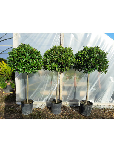 Large head Standard Bay Tree Laurus nobilis AGM