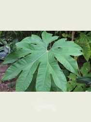 Tetrapanax papyrifer 'Rex' in 5 Litre Pot