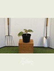 Tetrapanax papyrifer 'Rex' in 5 Litre Pot