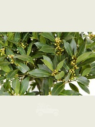 1/4 Standard Bay Tree Laurus nobilis AGM