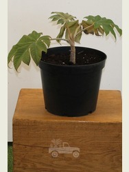 Tetrapanax papyrifer 'Rex' in 5 Litre Pot