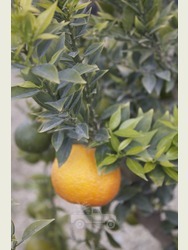 Citrus myrtifolia 'Chinotto'