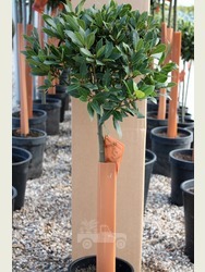1/2 Standard Bay Tree Laurus nobilis AGM