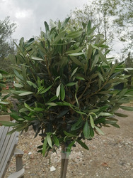 Olive Tree 5 ft 3/4 Standard