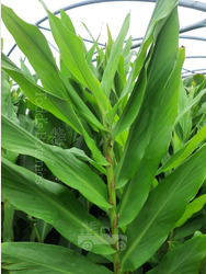 Hedychium Forrestii