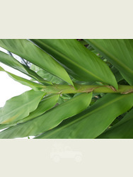 Hedychium Forrestii