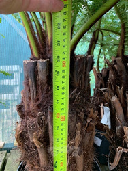  2 foot Tree Ferns! - Dicksonia antarctica