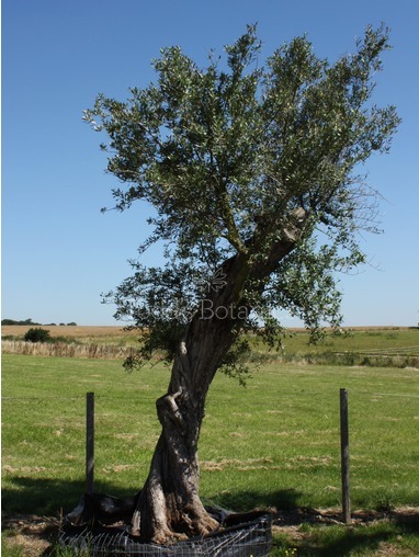Ancient Olive Tree  OL2999