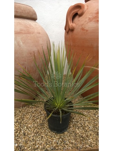  Yucca rostrata