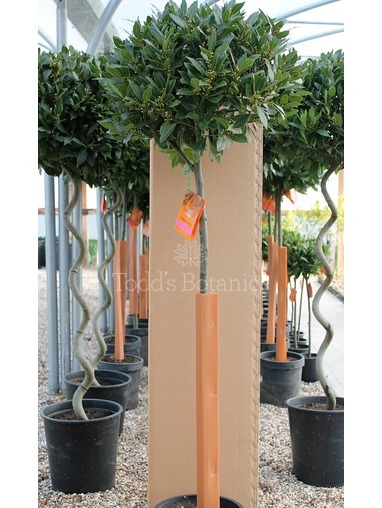 4/4 Standard Bay Tree Laurus nobilis AGM