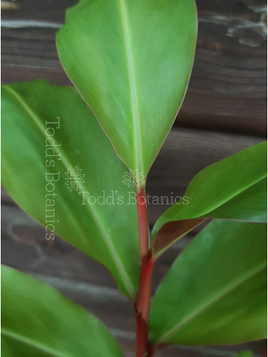 Hedychium greenii