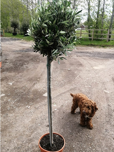 Olive Tree 5 ft 3/4 Standard