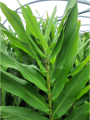 Hedychium Forrestii
