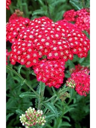 Achillea millefolium 'Red Velvet' AGM
