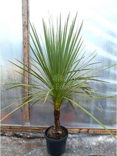 Cordyline australis