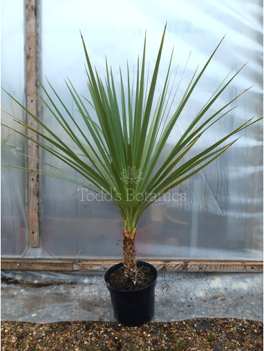 Cordyline australis