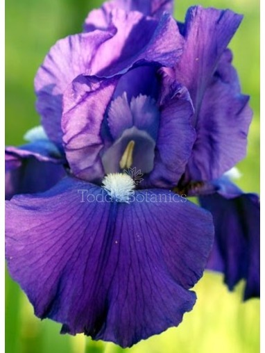 Iris 'Bleu de Mer'