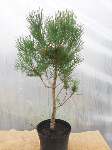 Pinus pinea