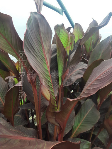Canna 'Russian Red' 5L