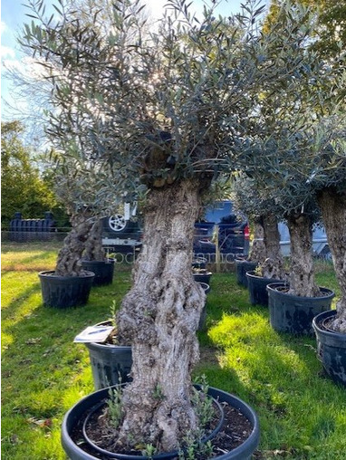 Ancient Olive Tree (1)