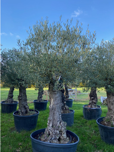 Ancient Olive Tree (16)