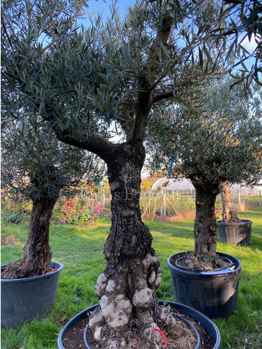 Ancient Olive Tree (19)