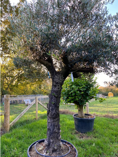 Ancient Old Olive Tree (23)