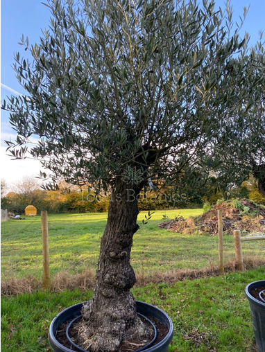 Ancient Olive Tree (25)